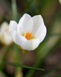 Image result for Criscianthus