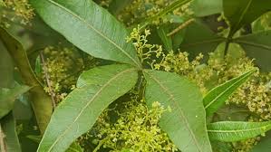 Image result for Searsia rogersii