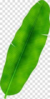 Banana Leaf Watercolor Paint Wet Ink Palm Trees Frond Drawing Palmleaf Manuscript Transparent Background Pn Leaf Illustration Leaves Illustration Leaves