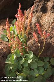 Image result for Ochna oxyphylla