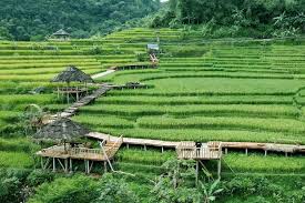 Cukup Bayar Rp 10 Ribu aja, tapi Bisa Nongkrong Sambil Nikmati Pemandangan  Persawahan Kaya Lagi di Bali! - Radar Depok