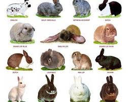 Carteles Laminados A4 Razas De Ganado Bovino Ovino O Porcino Etsy In 2020 Rabbit Breeds Sheep Breeds Pigeon Breeds