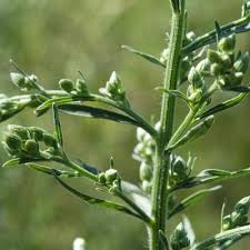 Image result for Eschenbachia stricta