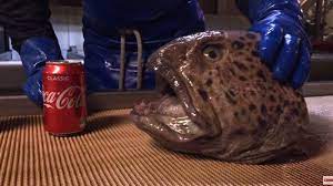 Inilah ulasan tentang mimpi tangan kanan di gigit macan dan sejumlah informasi lain yang berkaitan dengan mimpi yang anda alami. Kepala Sudah Terpenggal Ikan Monster Ini Masih Bisa Menggigit Dan Hancurkan Kaleng Minuman Tribun Jogja