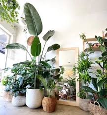 Bird Of Paradise Plant Care Indoors Bird Of Paradise Complete Care Guide That Planty Life In 2020 Birds Of Paradise Plant Paradise Plant Birds Of Paradise