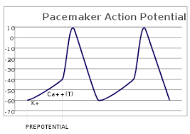 Sinoatrial node pacemaker cells are naturally produced by the body to be the heart's primary source of pacemaking. Pacemaker Potential Wikipedia