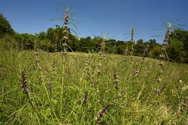 Image result for Leonurus japonicus