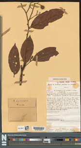 Image result for Microcharis remotiflora