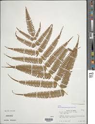 Image result for Pteris linearis