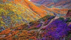We did not find results for: In Photos California S Wildflower Super Bloom Can Be Seen From Space