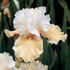 Image result for Zygotritonia