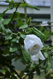 Guns n'roses — november rain 06:01. Free Photo Flowers Japan Rose Rain White Natural Nature Hippopx