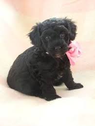 Black And White Parti Toy Poodle Fantastic Black Toy Poodle Puppy One Left Toy Poodle Toy Poodle Puppy Poodle Puppy