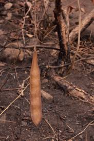 Image result for Millettia stuhlmannii