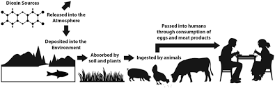 What are the health effects of exposure to dioxins and furans? 5 Atmospheric Pathways Of Dioxins Entry In The Food Web Emission Download Scientific Diagram