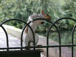 Check spelling or type a new query. Aggressive Squirrel Clears Playground Squirrel Animals Get Rid Of Squirrels