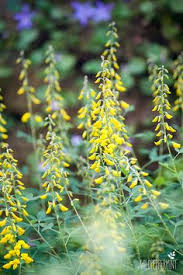 Schwarzer Geissklee In Blute Duftende Wildpflanze Gelb Bluhend C Wildpeppermint Design De Topfgarten Wildblumen Pflanzen