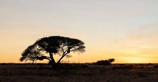 Image result for Tragus koelerioides