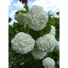 Nella foto si vede quelli che sembrano essere degli origami di colibrì sul palmo di una mano e che in realtà sono dei fiori. Pianta Viburnum Opulus In Vario Formato Piante Da Siepe
