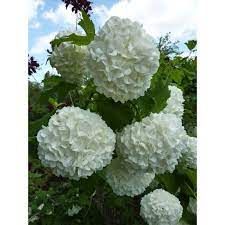 Altro giorno abbiamo fatto kirigami =tagliare la carta, il fiore di ciliegio. Fiori A Palla Nome