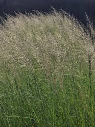 Image result for Sporobolus stapfianus