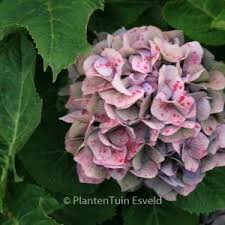 Image result for Hydrangea macrophylla bela obrázek