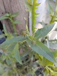 Image result for Laggera crispata