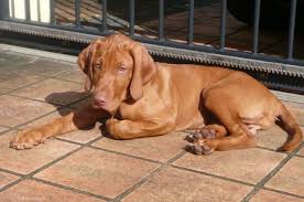 Traditional hungarian vizslas were mixed judiciously with german wirehaired pointers to create a sturdier breed for hunting. Wirehaired Puppy Hungarian Vizsla Forums