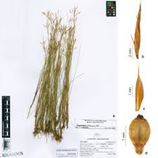 Image result for Rhynchospora rugosa