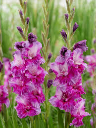 Image result for Gladiolus zambesiacus