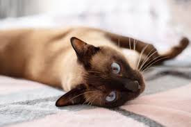 ‪11 Fascinating Facts About Siamese Cats‬‏