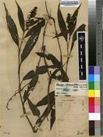 Image result for Floscopa africana