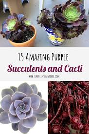 A blooming christmas cactus plant can be a great gift for the holiday season. 15 Amazing Purple Succulents And Cacti You Would Love Succulent Plant Care