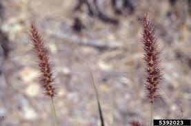 Image result for Cenchrus ciliaris