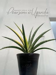 Image result for Sansevieria pearsonii