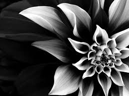 Black And White Flower Desktop Backgrounds Black And White Flower Black And White Flowers White Picture Flowers Photography