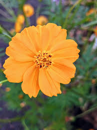 A Garden Of Wildflowers The Martha Stewart Blog