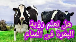 تفسير حلم البقر الذكور : ØªÙØ³ÙŠØ± Ø±Ø¤ÙŠØ© Ø§Ù„Ø¨Ù‚Ø±Ø© ÙÙ‰ Ø§Ù„Ù…Ù†Ø§Ù… Ù„Ù„Ø¹Ø²Ø¨Ø§Ø¡ ÙˆØ§Ù„Ù…ØªØ²ÙˆØ¬Ø© ÙˆØ§Ù„Ù…Ø·Ù„Ù‚Ø© ÙˆØ§Ù„Ø­Ø§Ù…Ù„ ÙˆØ§Ù„Ø±Ø¬Ù„ Ø§Ù„Ù…ØªØ²ÙˆØ¬ ÙˆØ§Ù„Ø´Ø§Ø¨ Ø§Ù„Ø§Ø¹Ø²Ø¨ ÙˆØ§Ù„Ø§Ø±Ù…Ù„Ø© Youtube