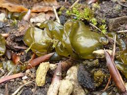 Wenn Der Grune Schleim Wachst