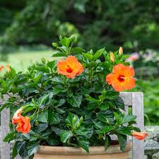 Image result for Hibiscus