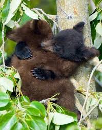 Baby Bears Fell Asleep In The Middle Of Play Tiere Niedliche Tiere Susse Tiere