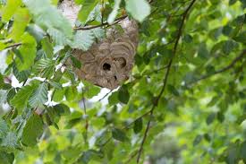 Wespen bauen ihre nester häufig in schuppen, auf dem dachboden oder im jalousiekasten. Wespennest Im Garten So Entfernen Sie Das Wespennest Selbst