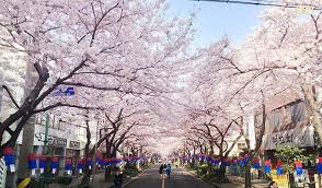 Selain itu negeri sakura ini juga dikenal sebagai negeri penghasil wanita cantik. Wisata Negri Sakura Bayat Sebut Saja Taman Sakura Surabaya