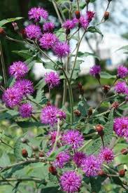 Image result for Vernonia glabra