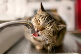 Chronic renal failure versus chronic kidney disease. What You Need To Know About Kidney Disease In Cats Daily Paws