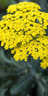 Check spelling or type a new query. Herbaceous Perennials