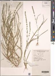 Image result for Elytrophorus spicatus