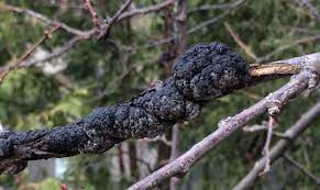 Landscape Black Knot Of Prunus Umass Center For Agriculture Food And The Environment