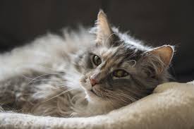 Why Is My Cat Vomiting Blood Canna Pet