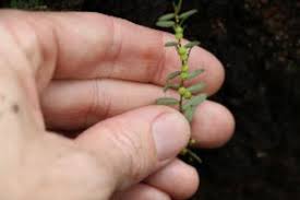 Image result for Phyllanthus glaucophyllus